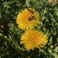 003 - mitte November